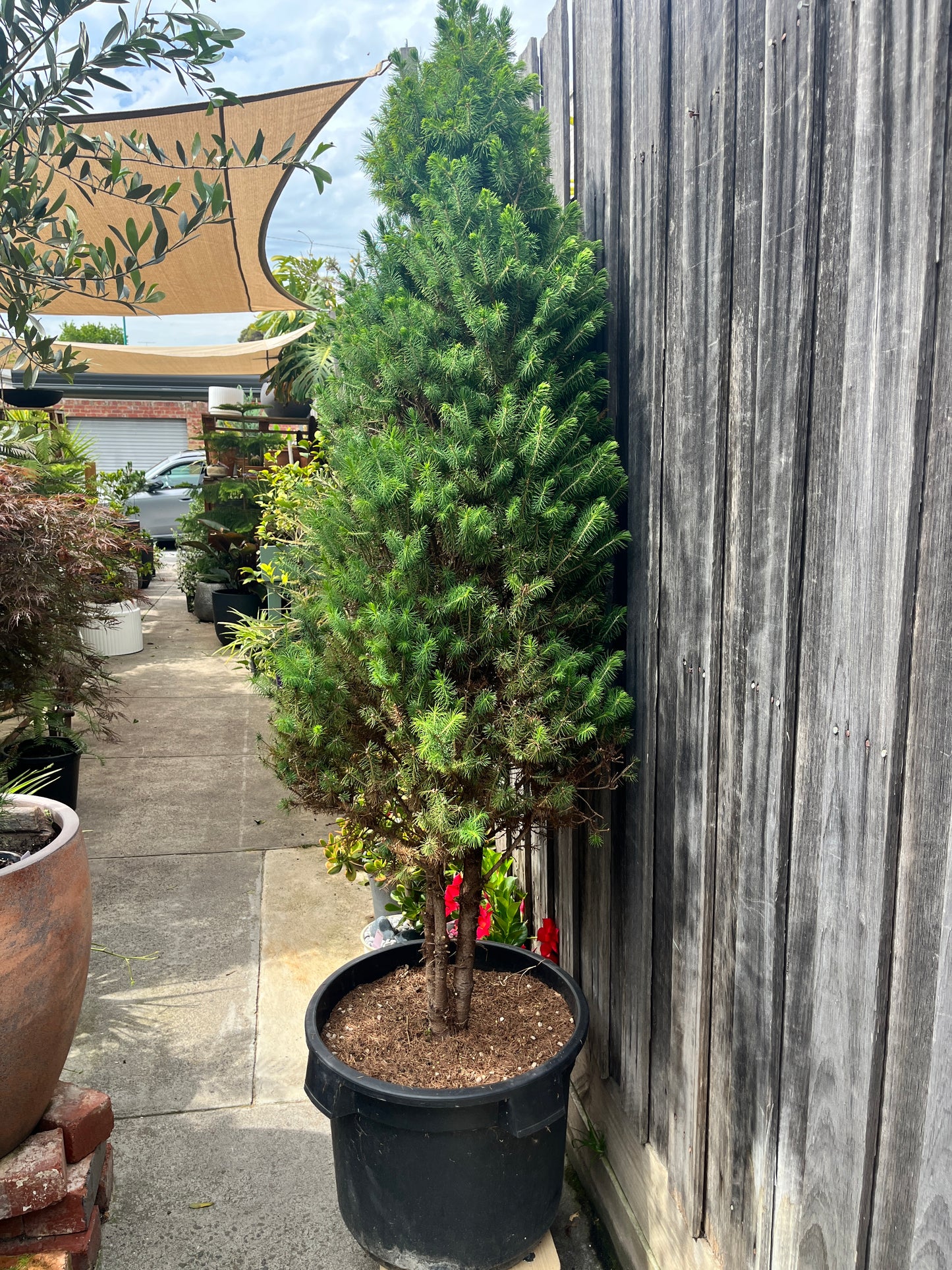 Perfectly Imperfect Pine – Majorly Reduced 🌲