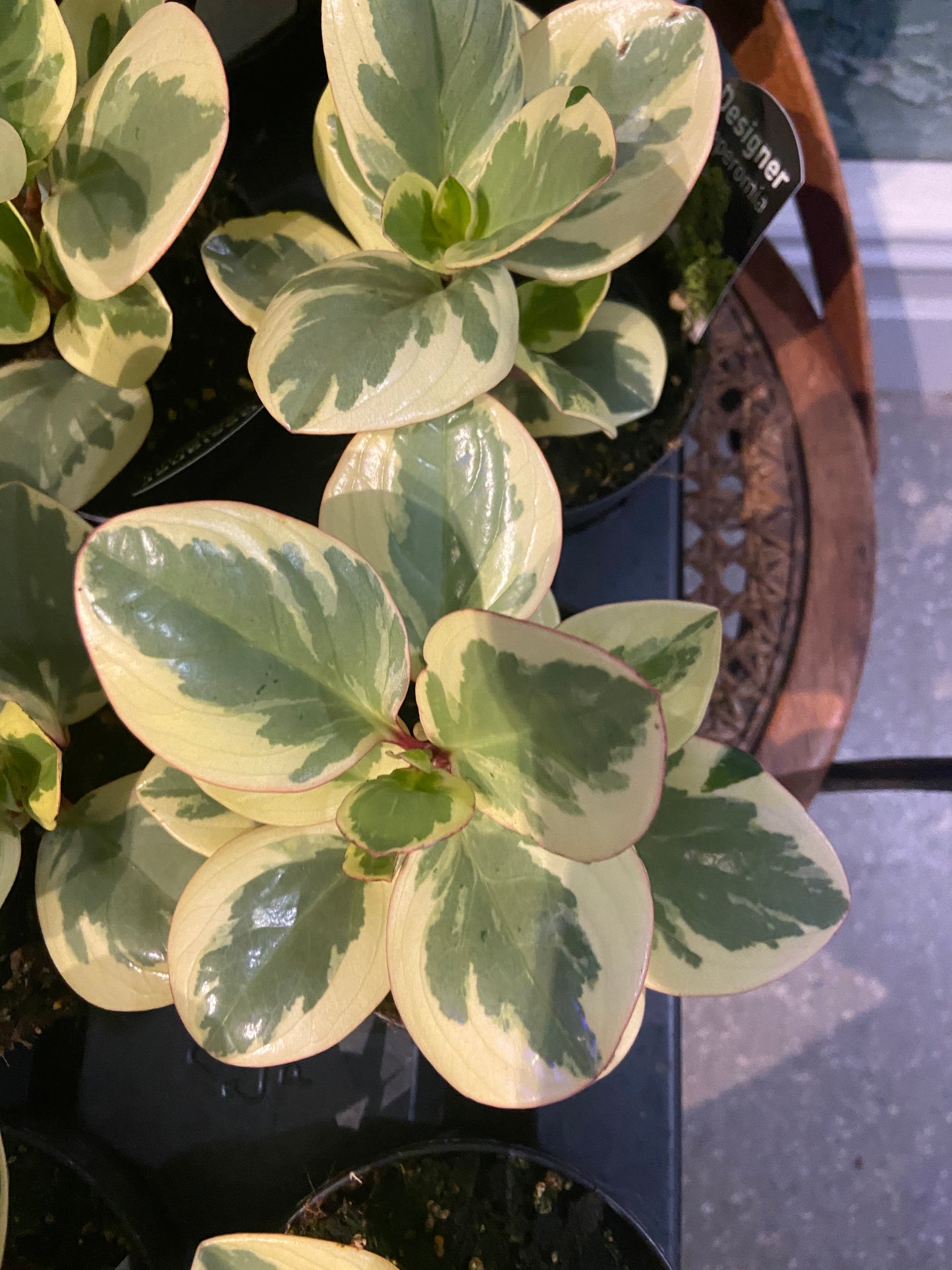 Peperomia obtipan bicolour