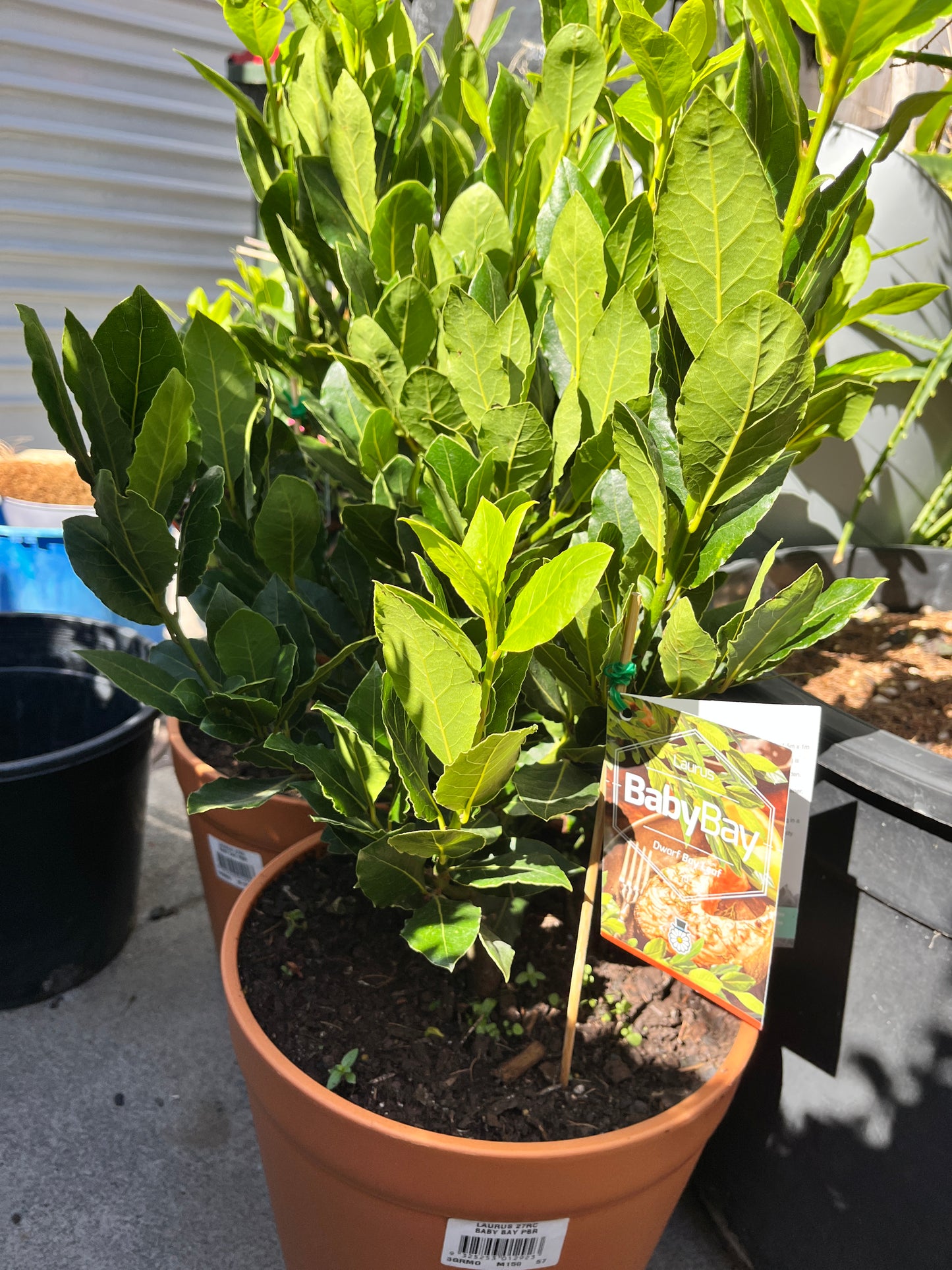 Laurus Baby Bay Tree