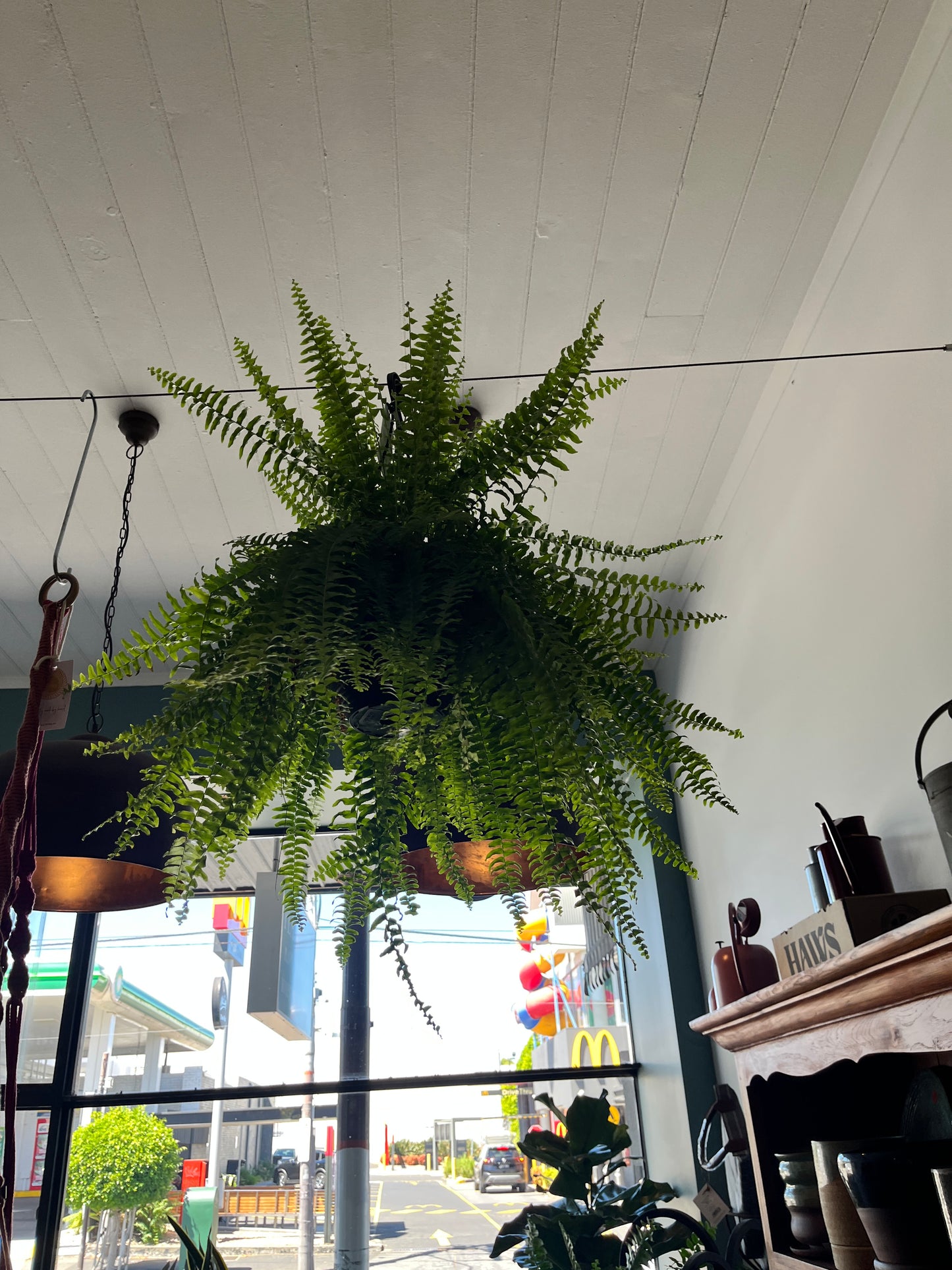 Boston Fern (Nephrolepis exaltata) - 20cm hanging basket