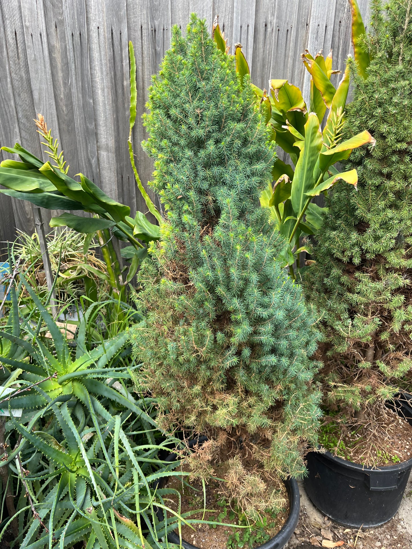 Perfectly Imperfect Pine – Majorly Reduced 🌲