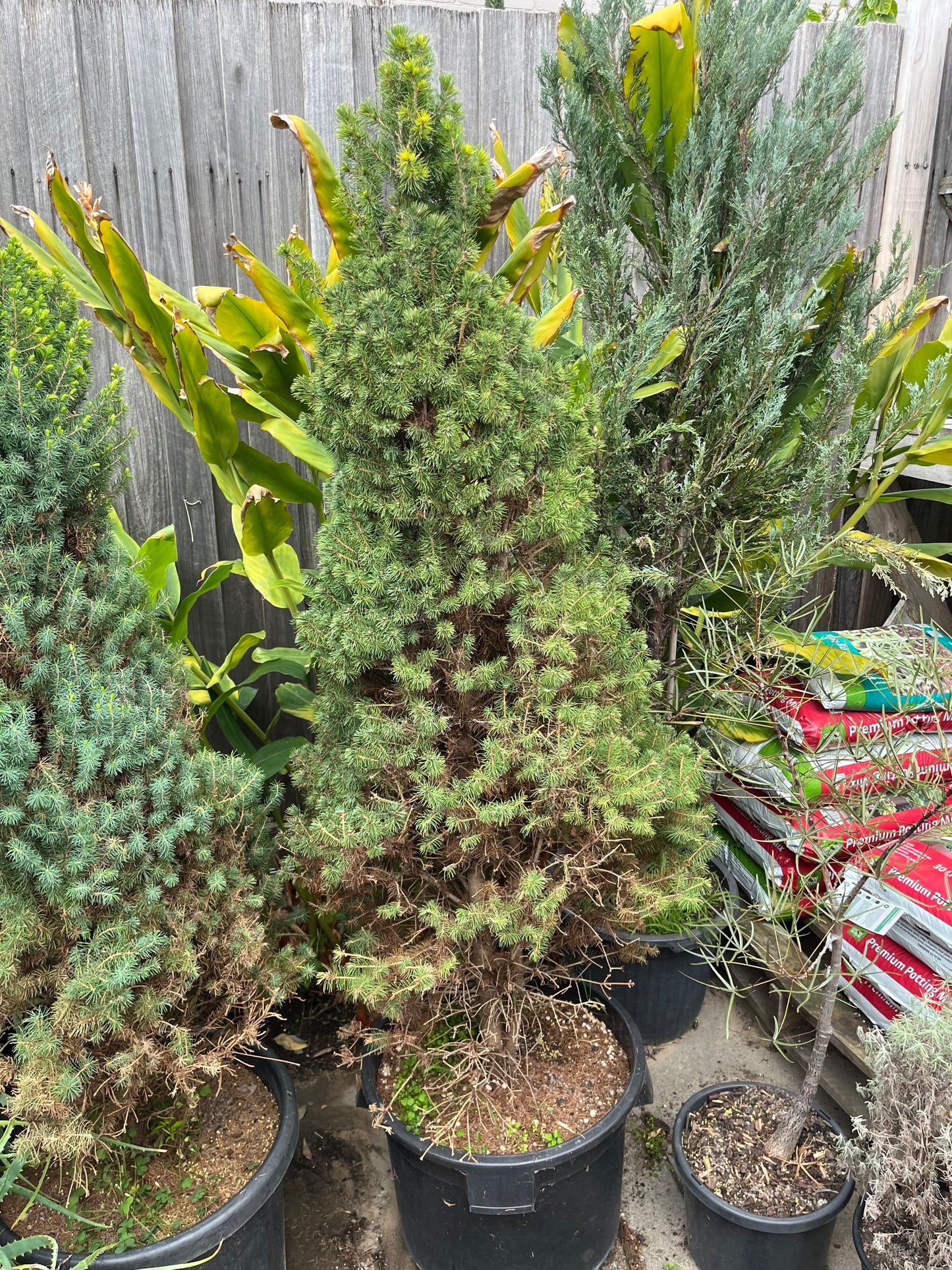 Perfectly Imperfect Pine – Majorly Reduced 🌲