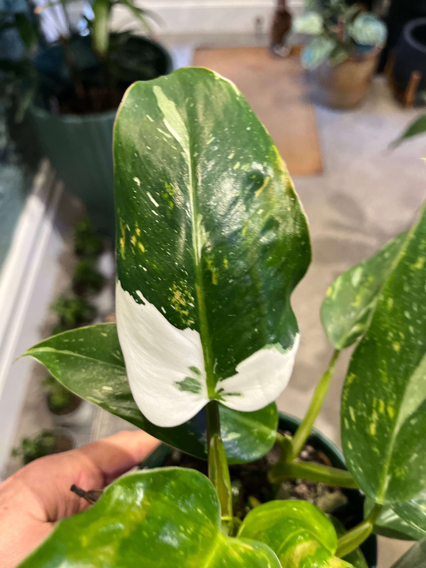Philodendron White Princess