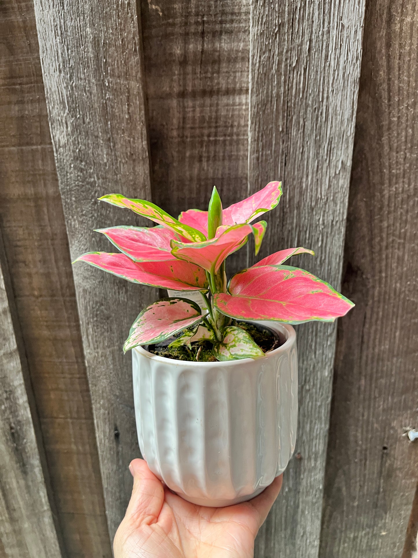 Aglaonema - Lady Valentine (Chinese Evergreen)