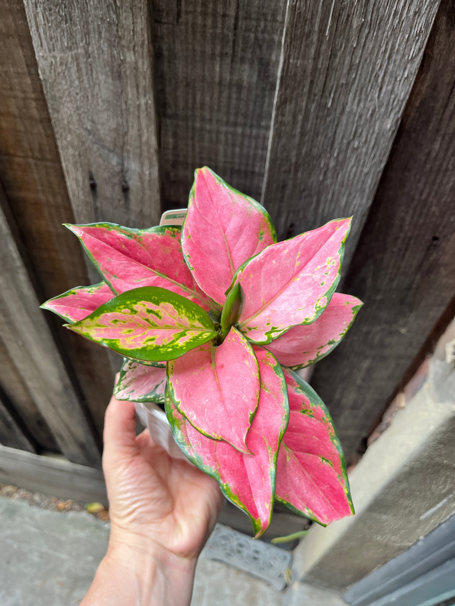 Aglaonema - Lady Valentine (Chinese Evergreen)