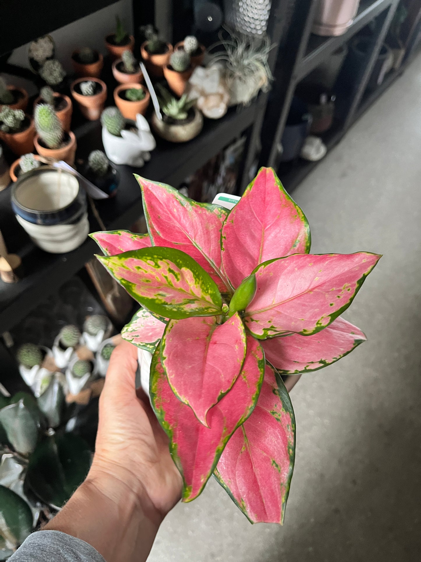 Aglaonema - Lady Valentine (Chinese Evergreen)