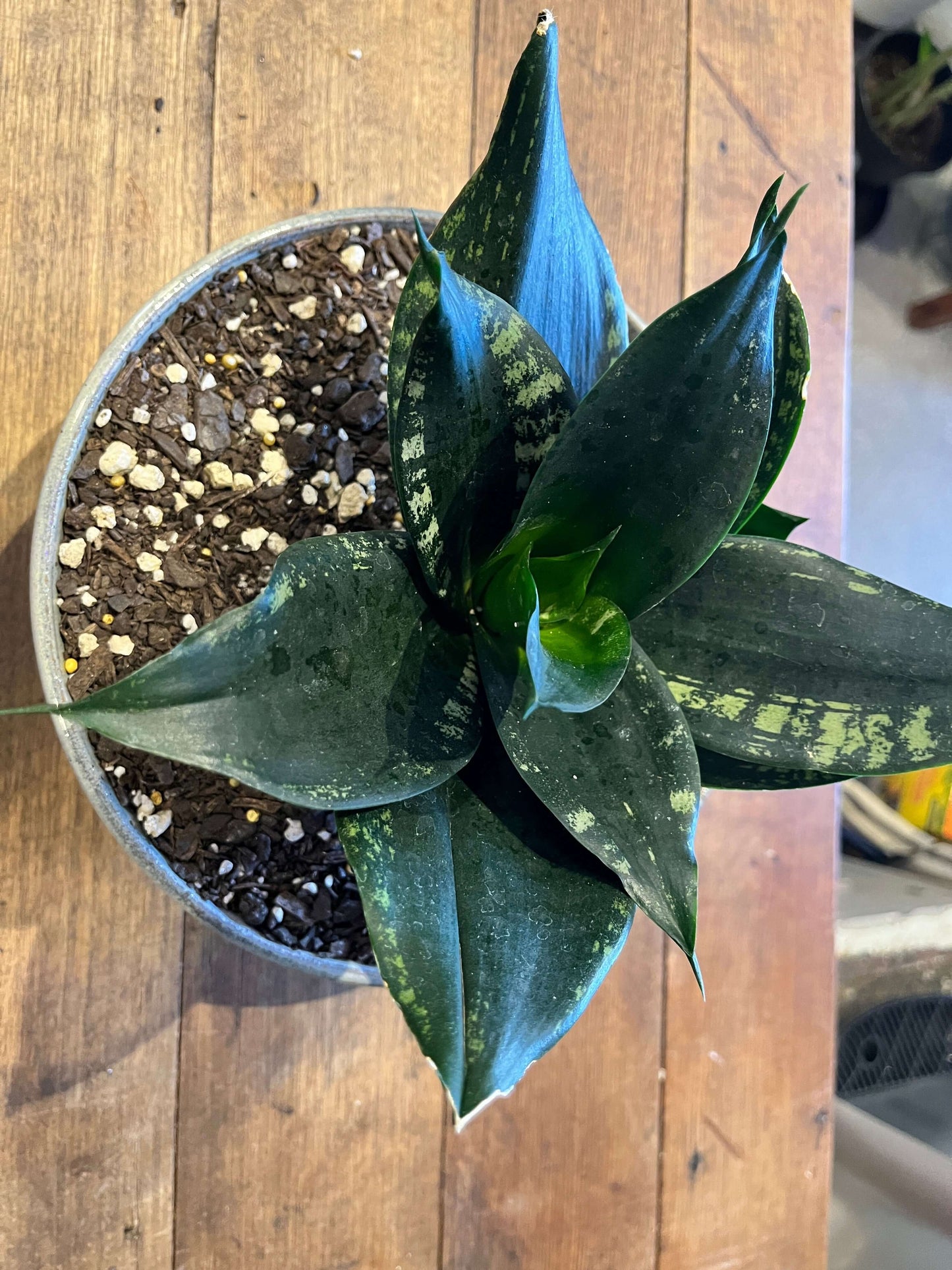 Plant + Pot Combo - Sansevieria Hahnii