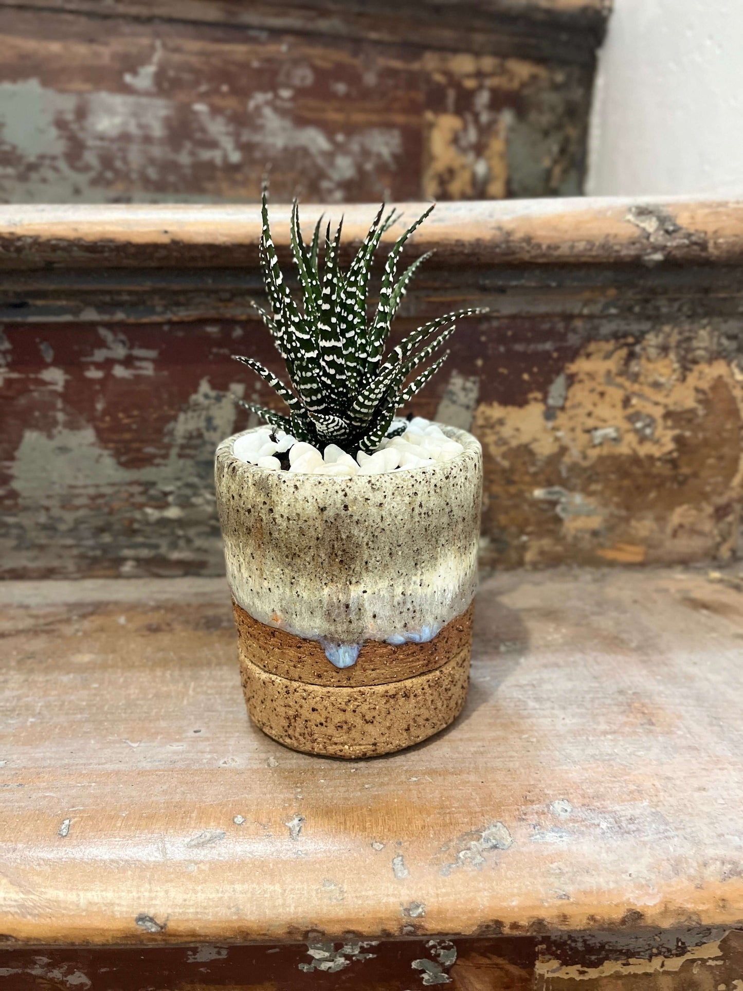 Plant + Pot Combo - Haworthia fasciata