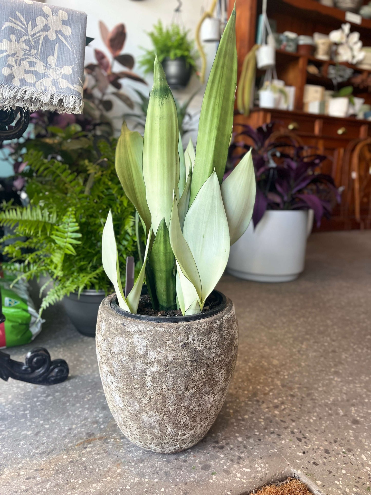 Sansevieria 'Moonshine'