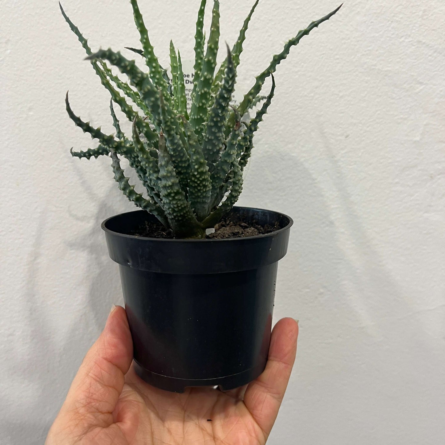 Aloe humilis 'Blue Dwarf Aloe'