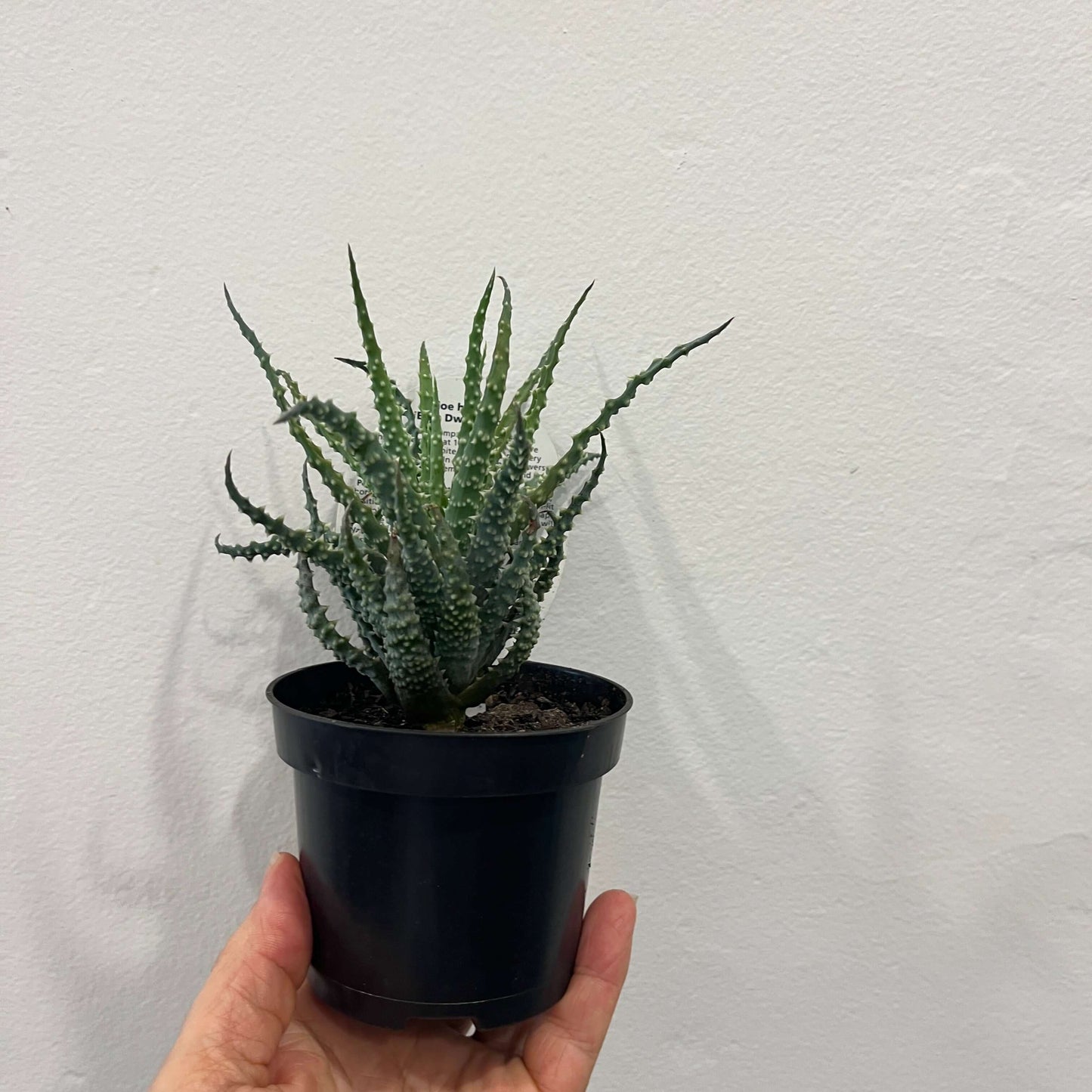 Aloe humilis 'Blue Dwarf Aloe'