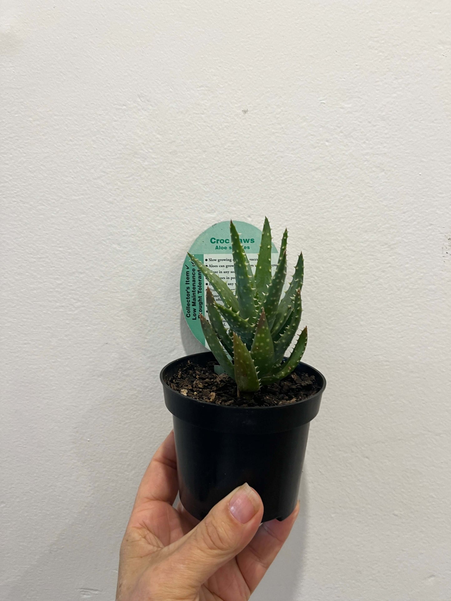 Aloe - Crocodile Jaws