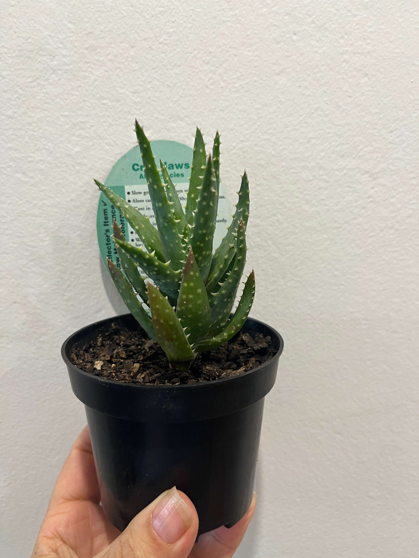 Aloe - Crocodile Jaws