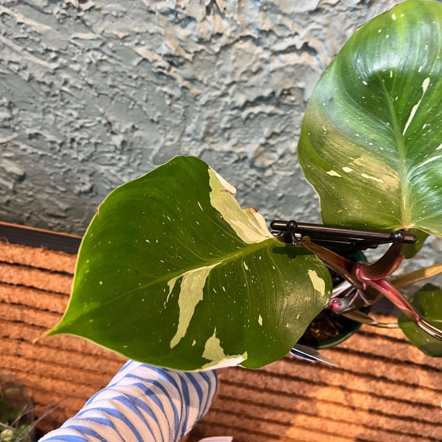 Philodendron White Knight