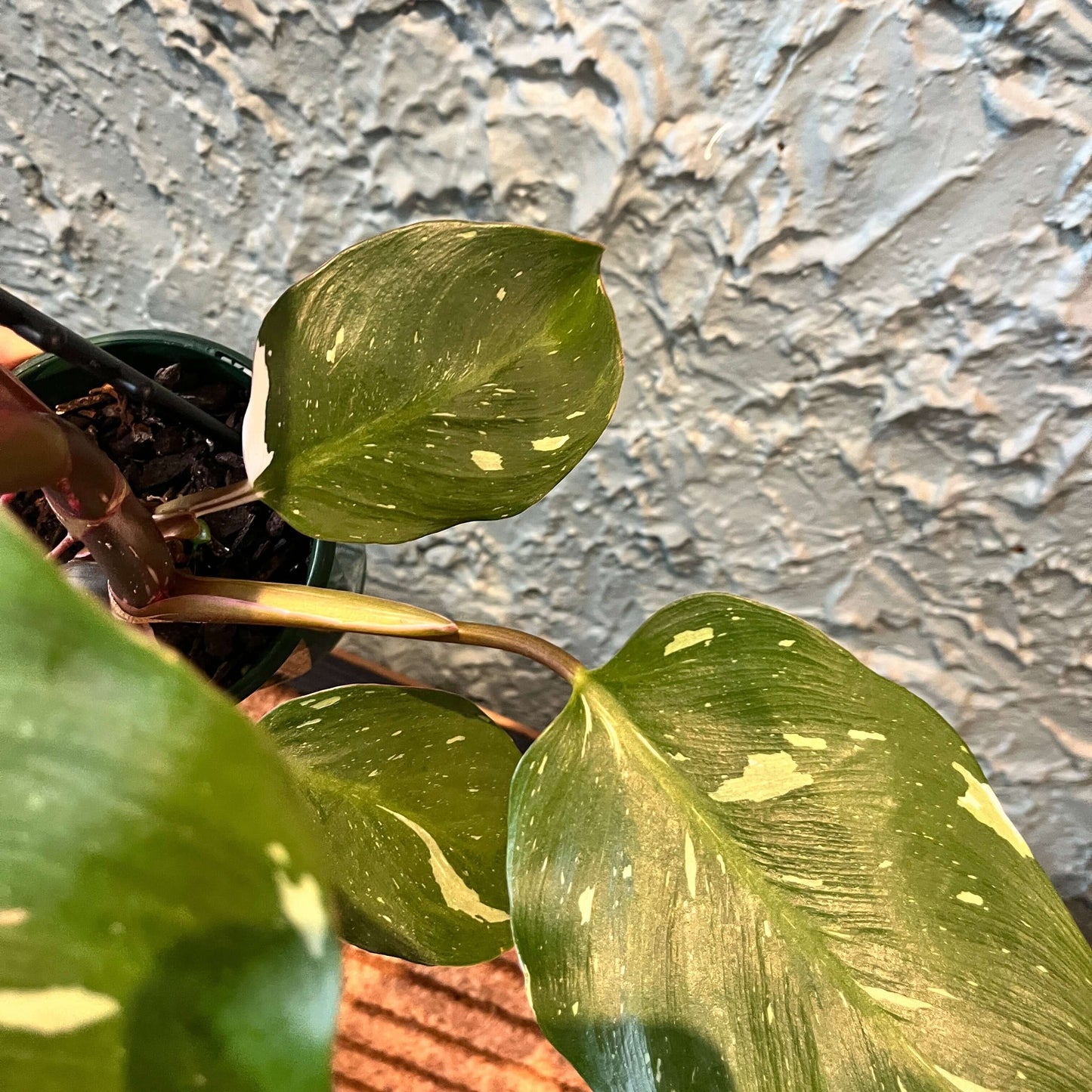 Philodendron White Knight