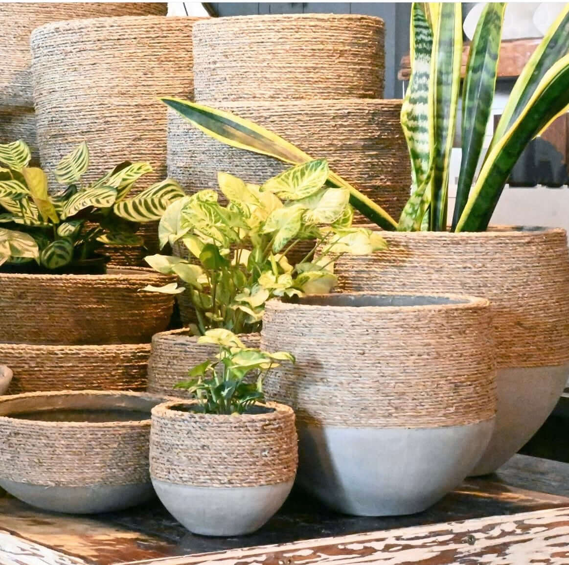 UrbanGrass Olive Pot