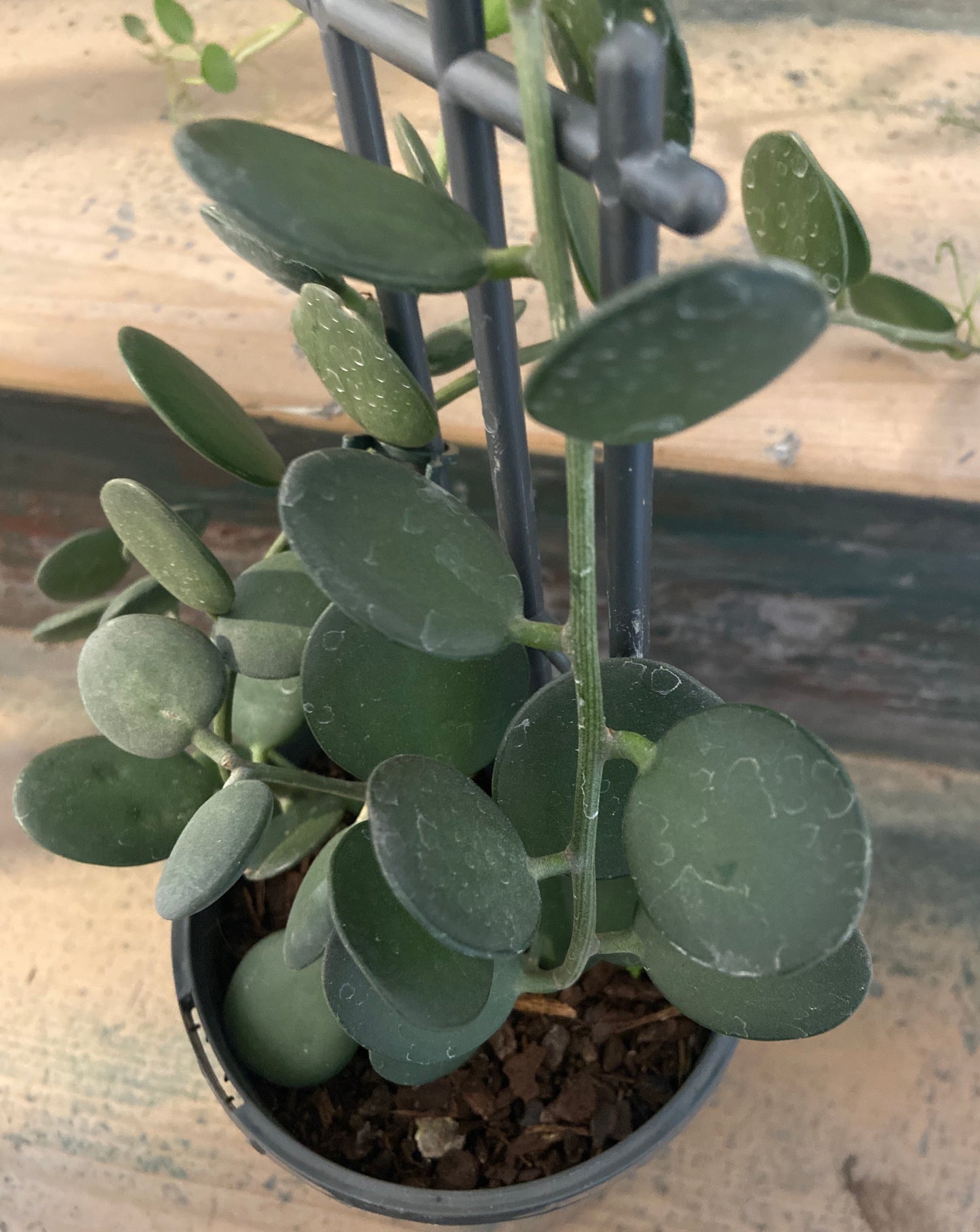 String of Coins