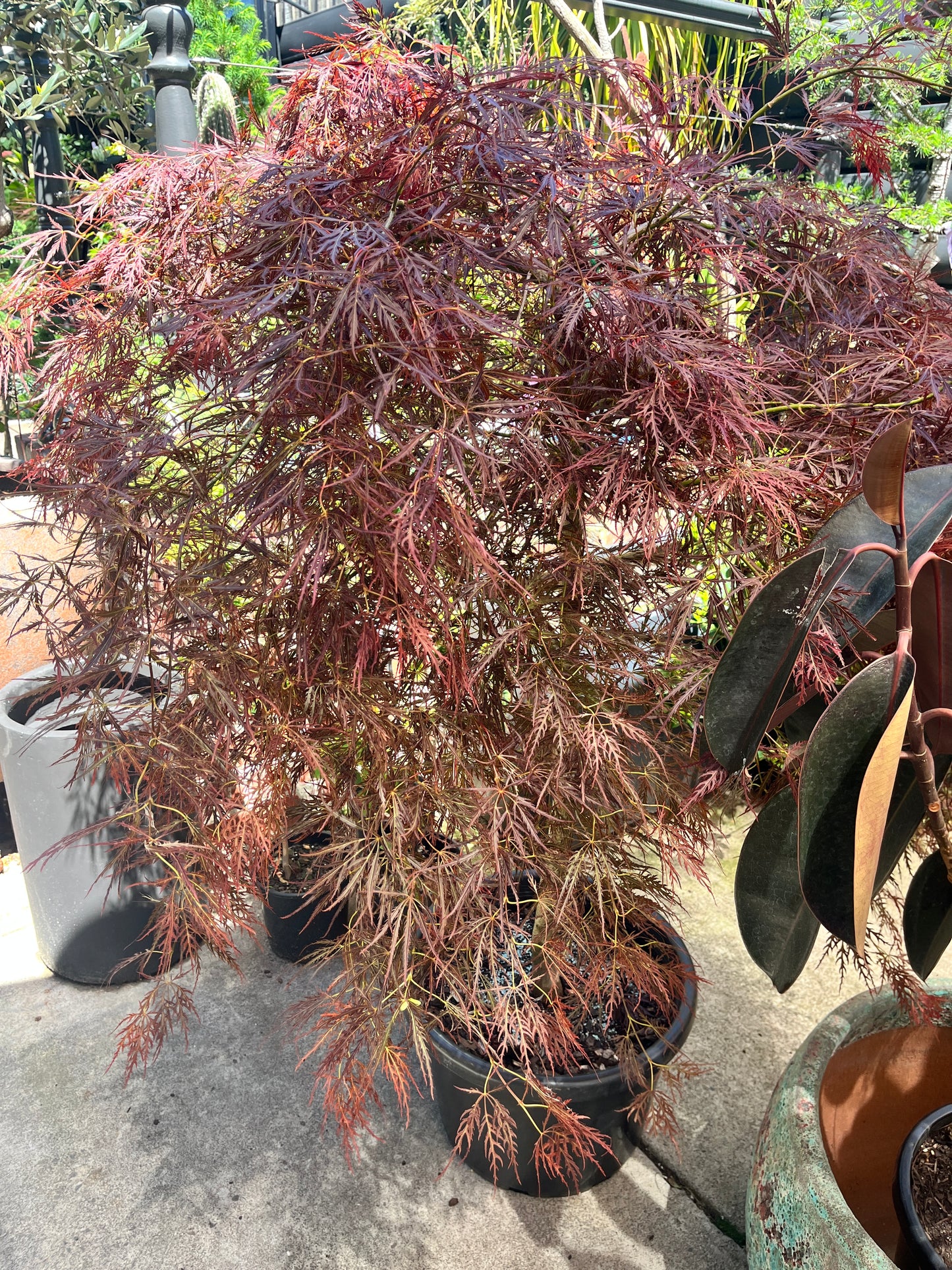 Acer palmatum Brocade 400mm