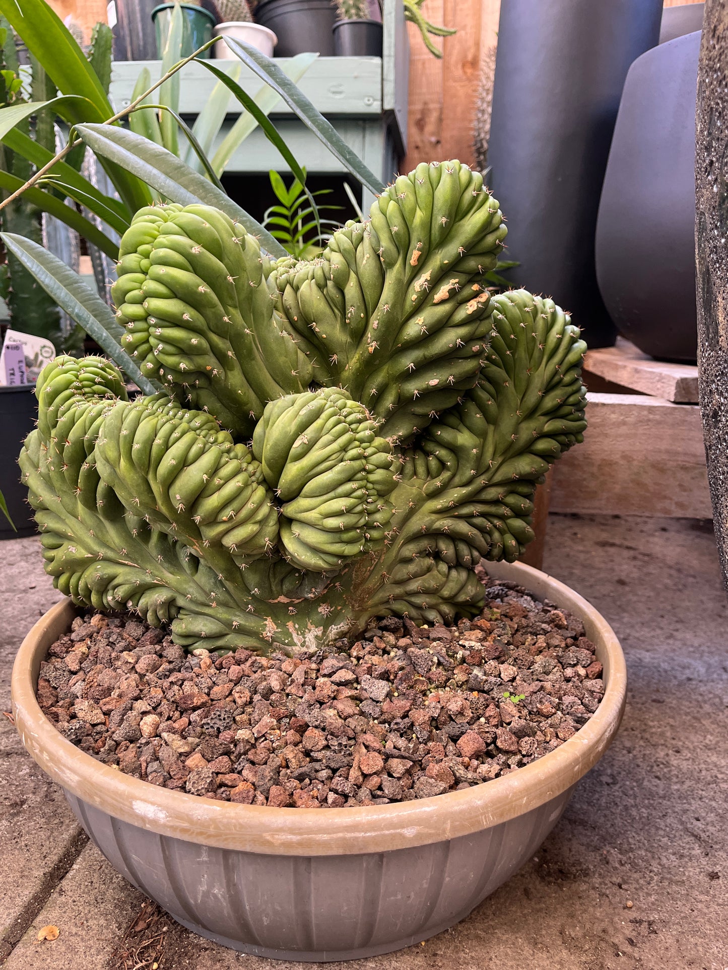 Crested San Pedro Cactus