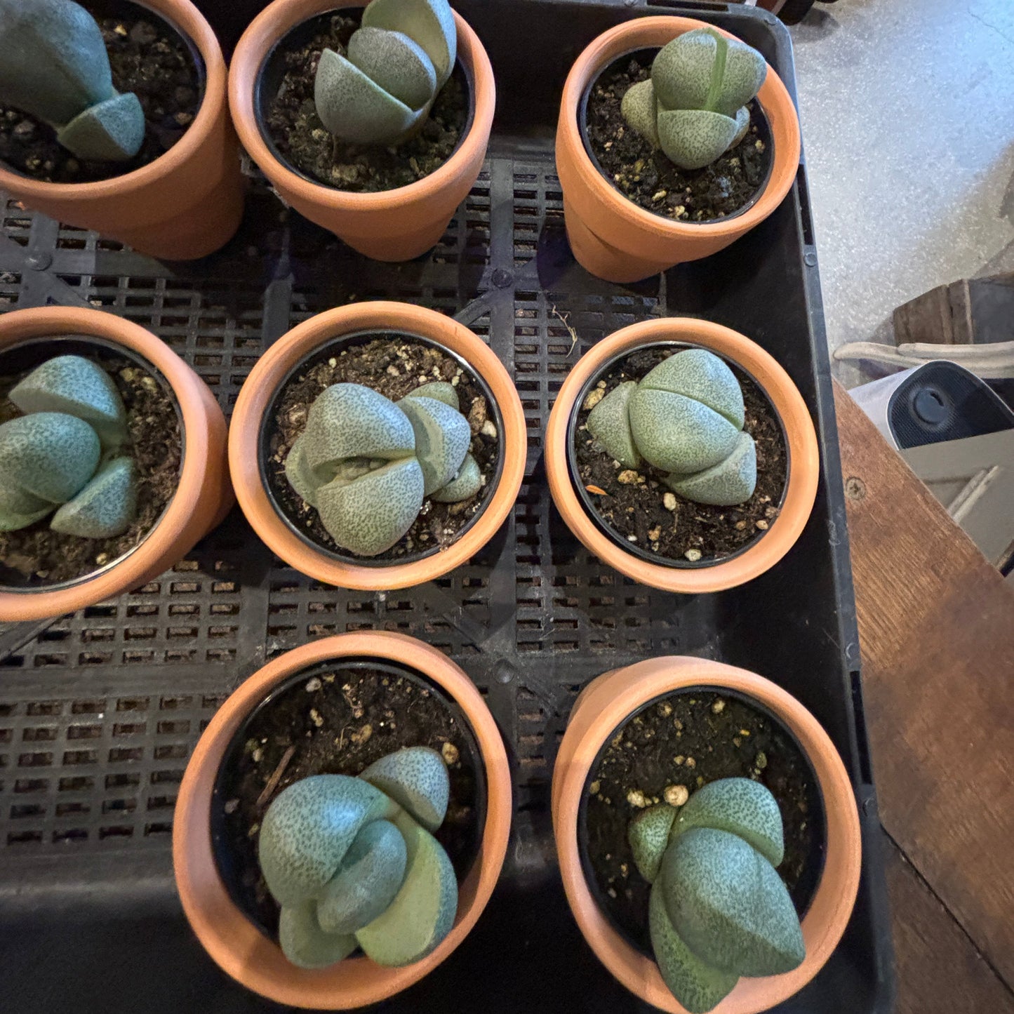 Split Rock Plant (Pleiospilos nelii)