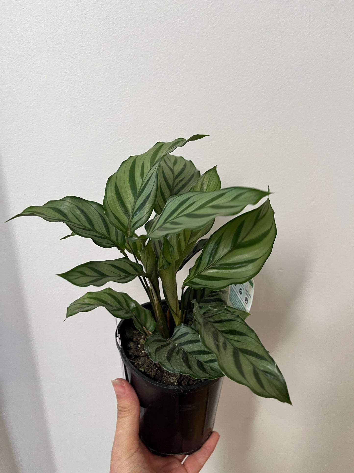 Calathea Freddy