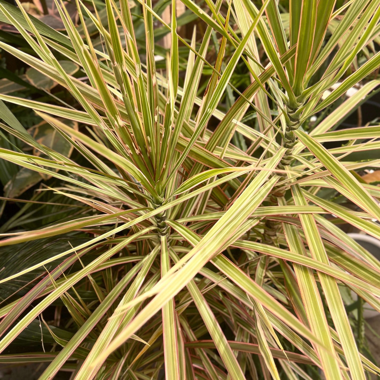 Madagascan Dragon Tree - Dracaena tricolour