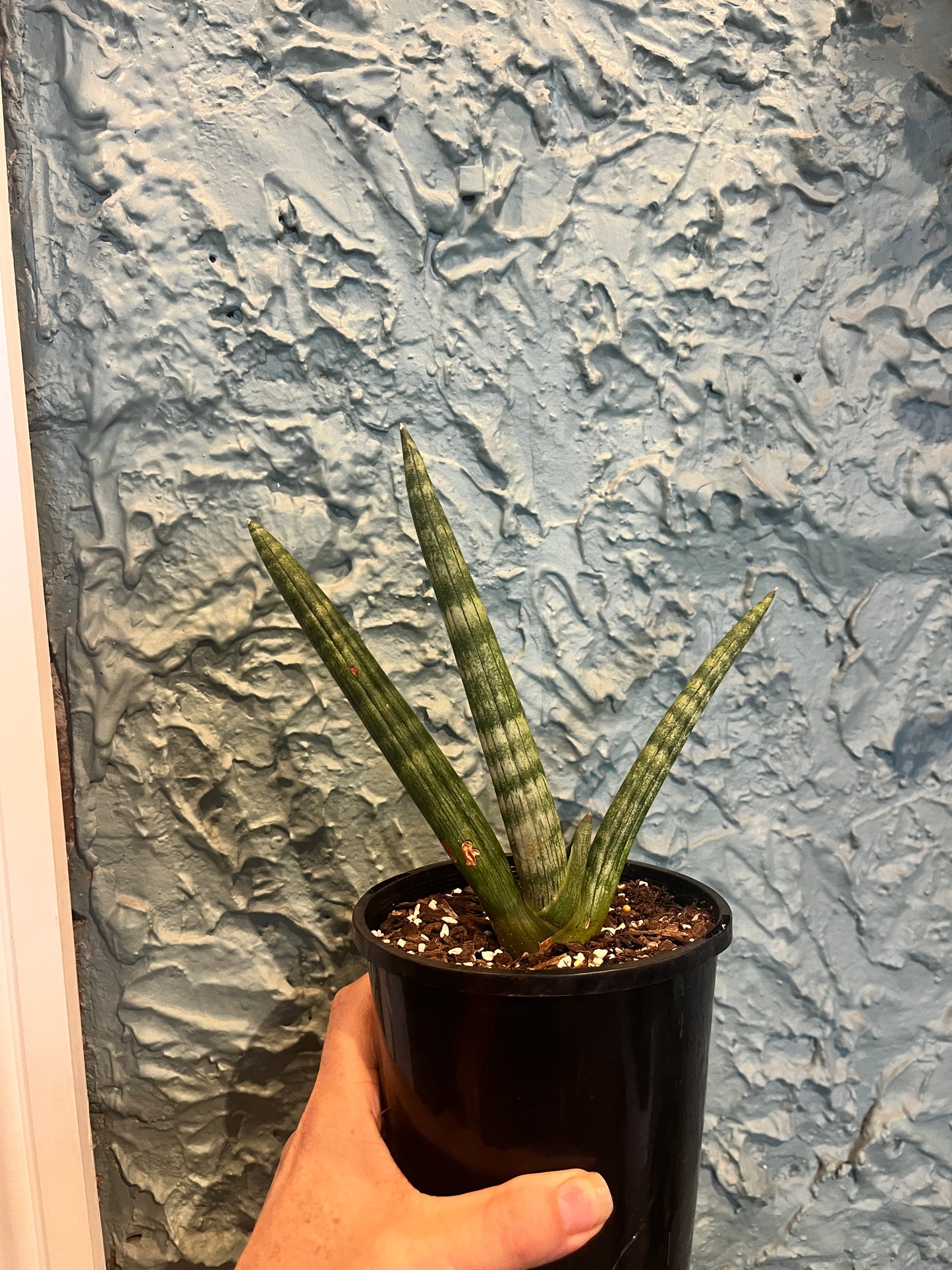 Sansevieria Boncel