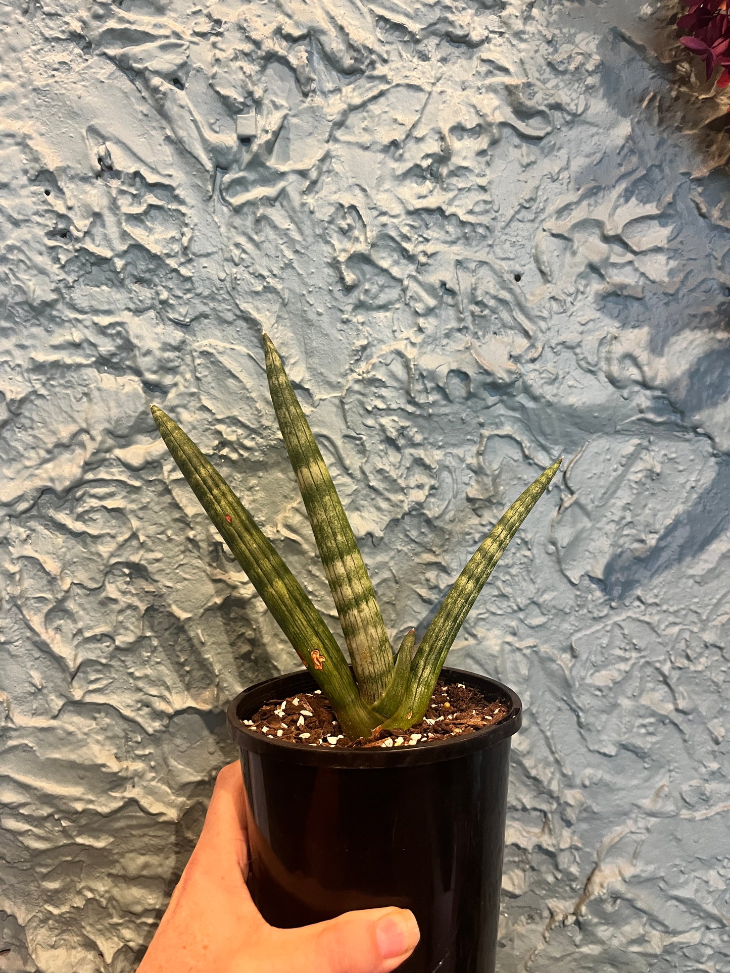 Sansevieria Boncel