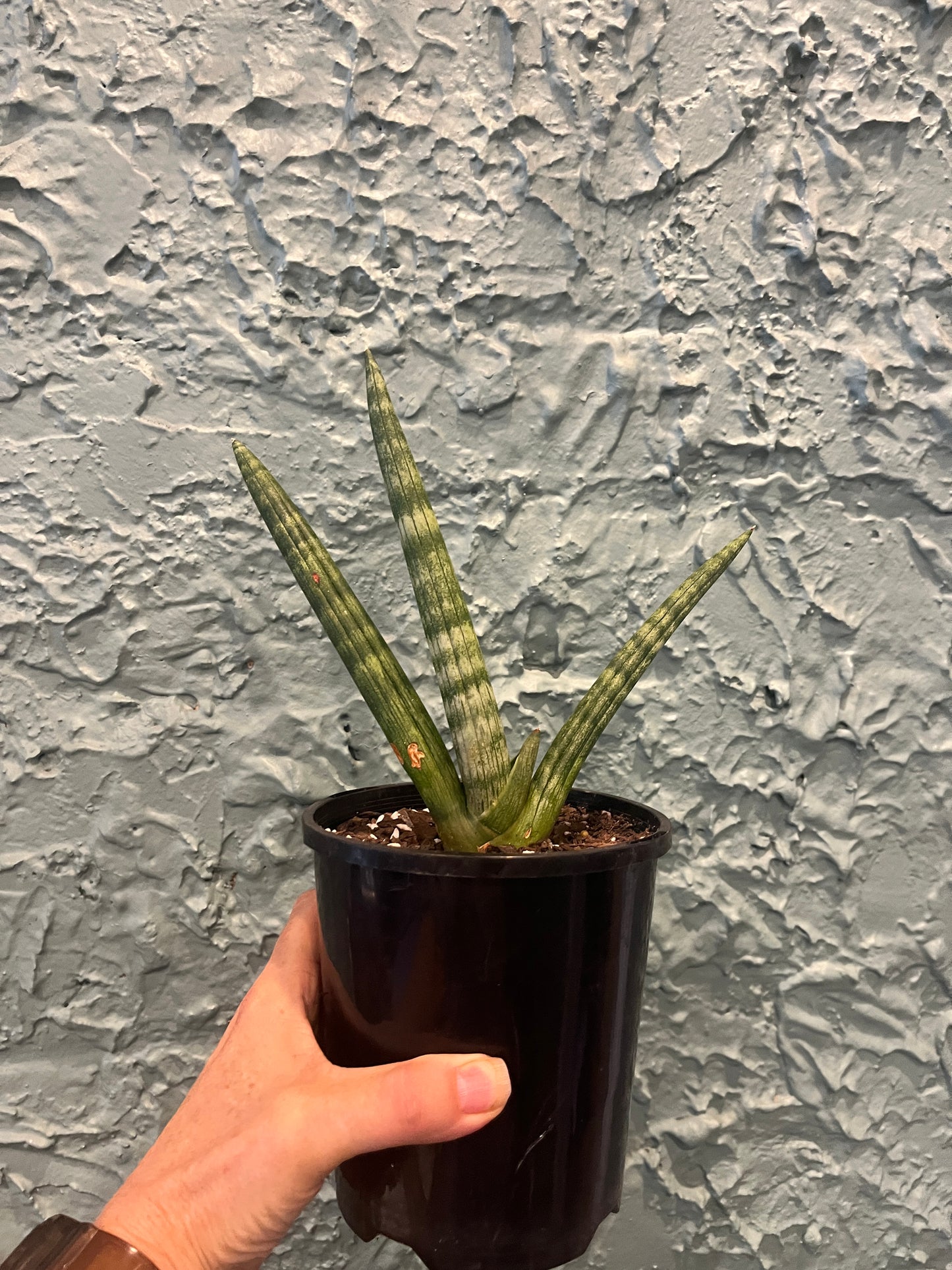 Sansevieria Boncel