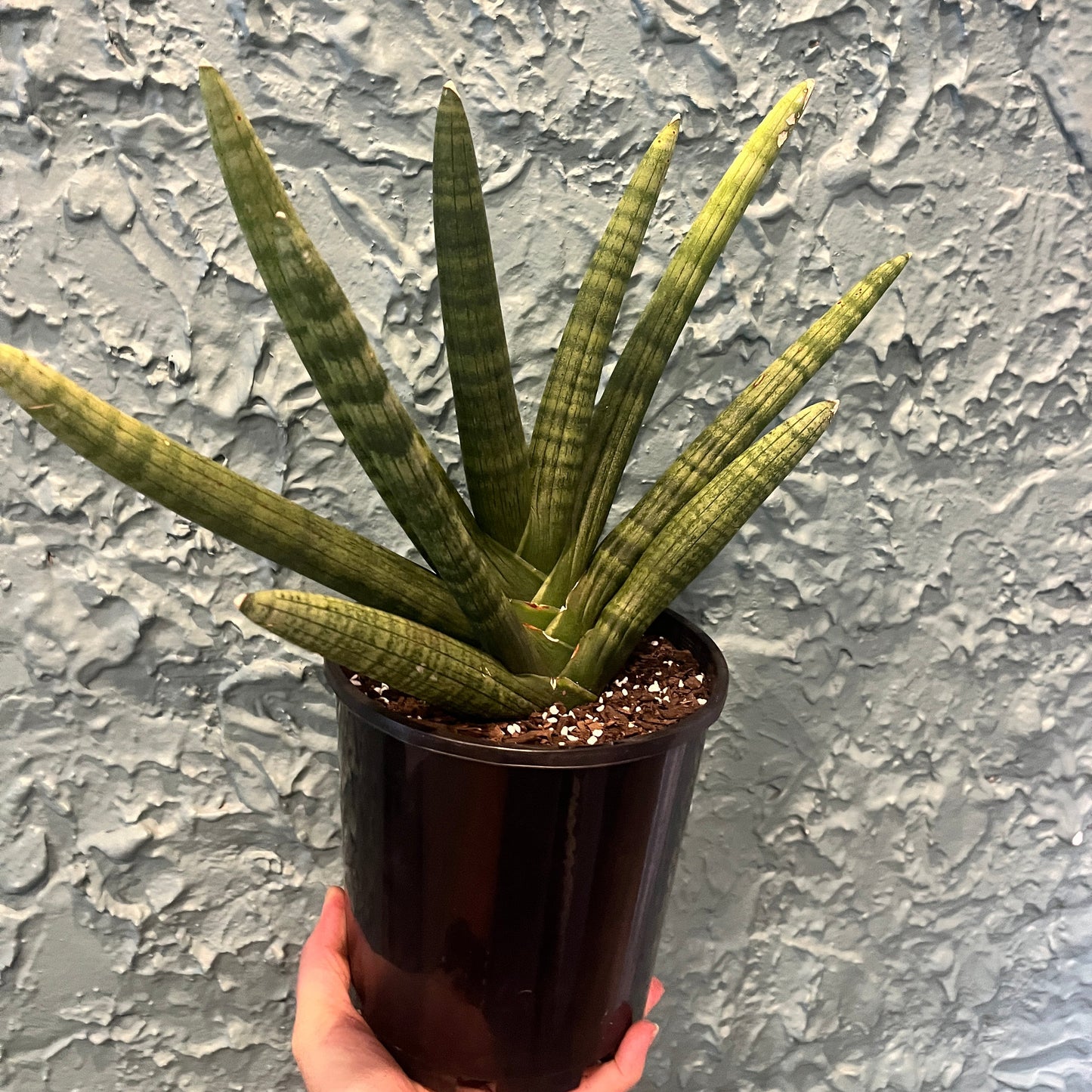 Sansevieria Boncel