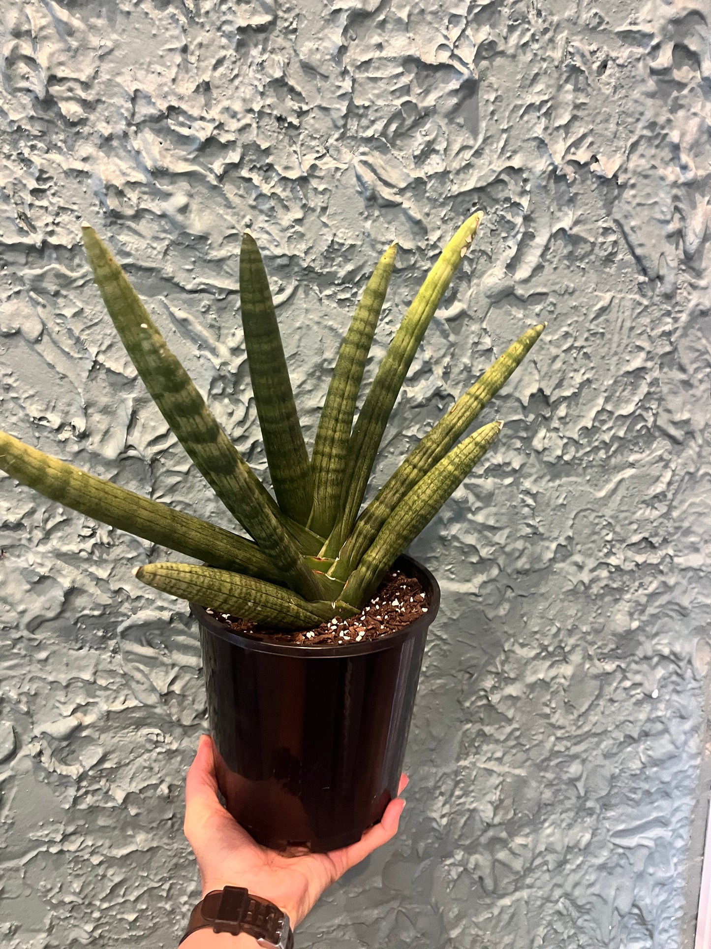 Sansevieria Boncel