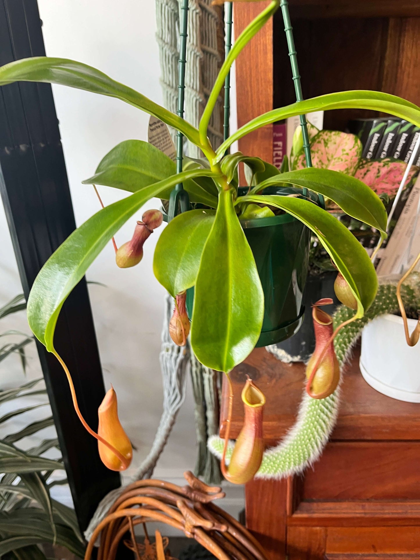 Nepenthes