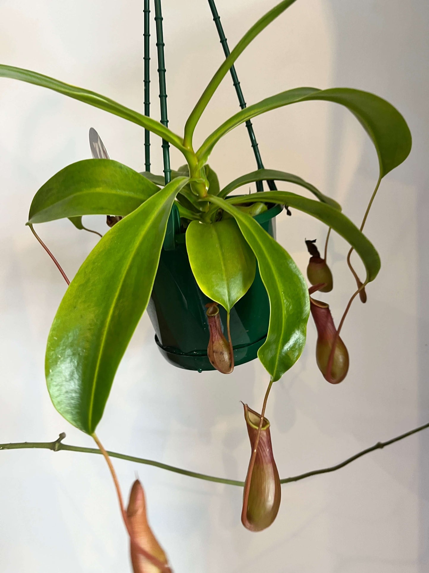 Nepenthes