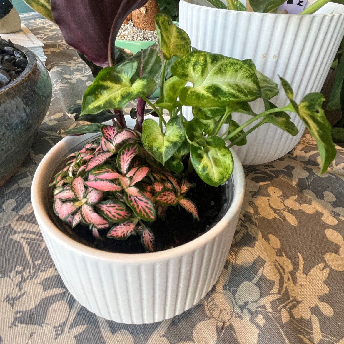 Potted plants on a patterned surface