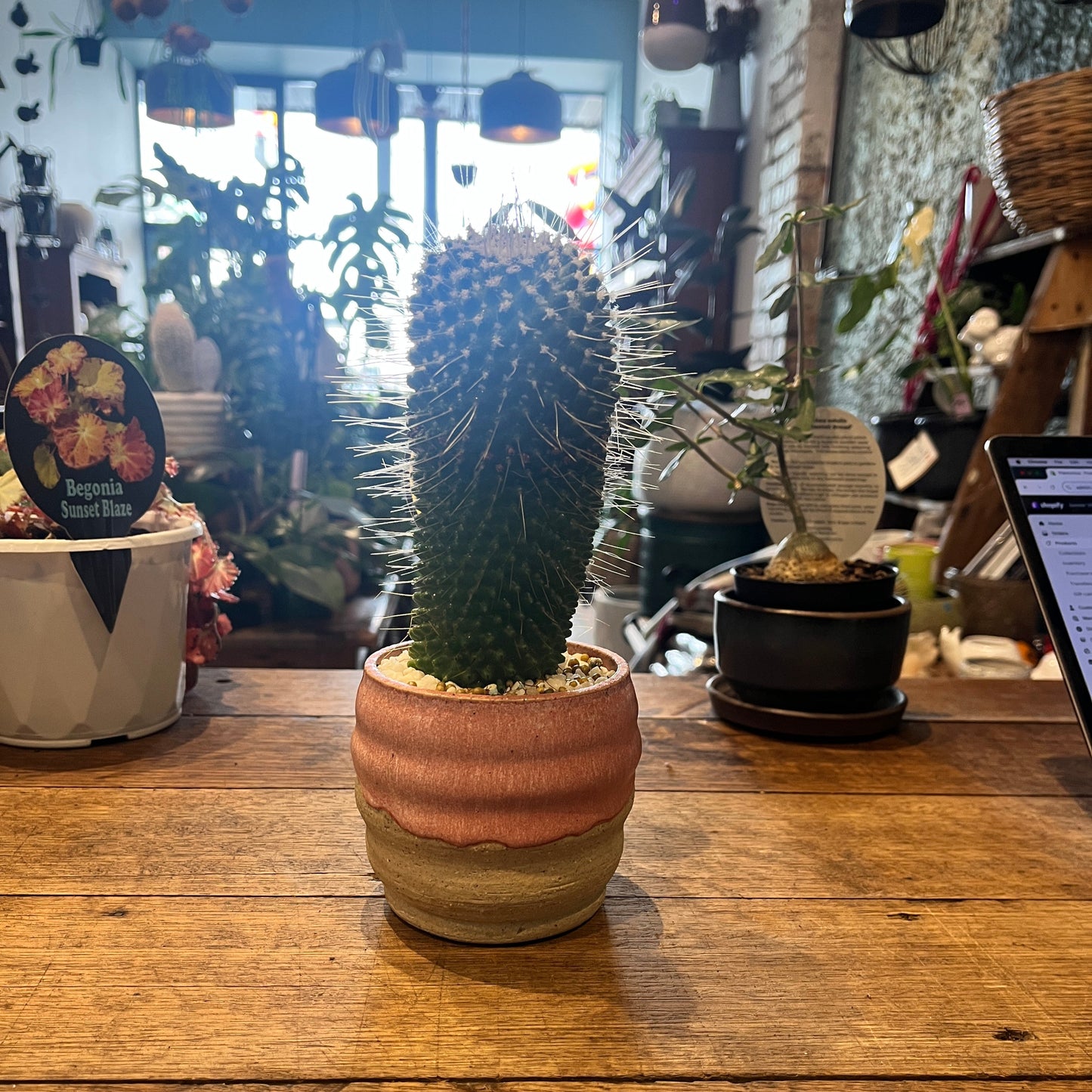 Cactus plant in a pot on a wooden surface with a blurred background
