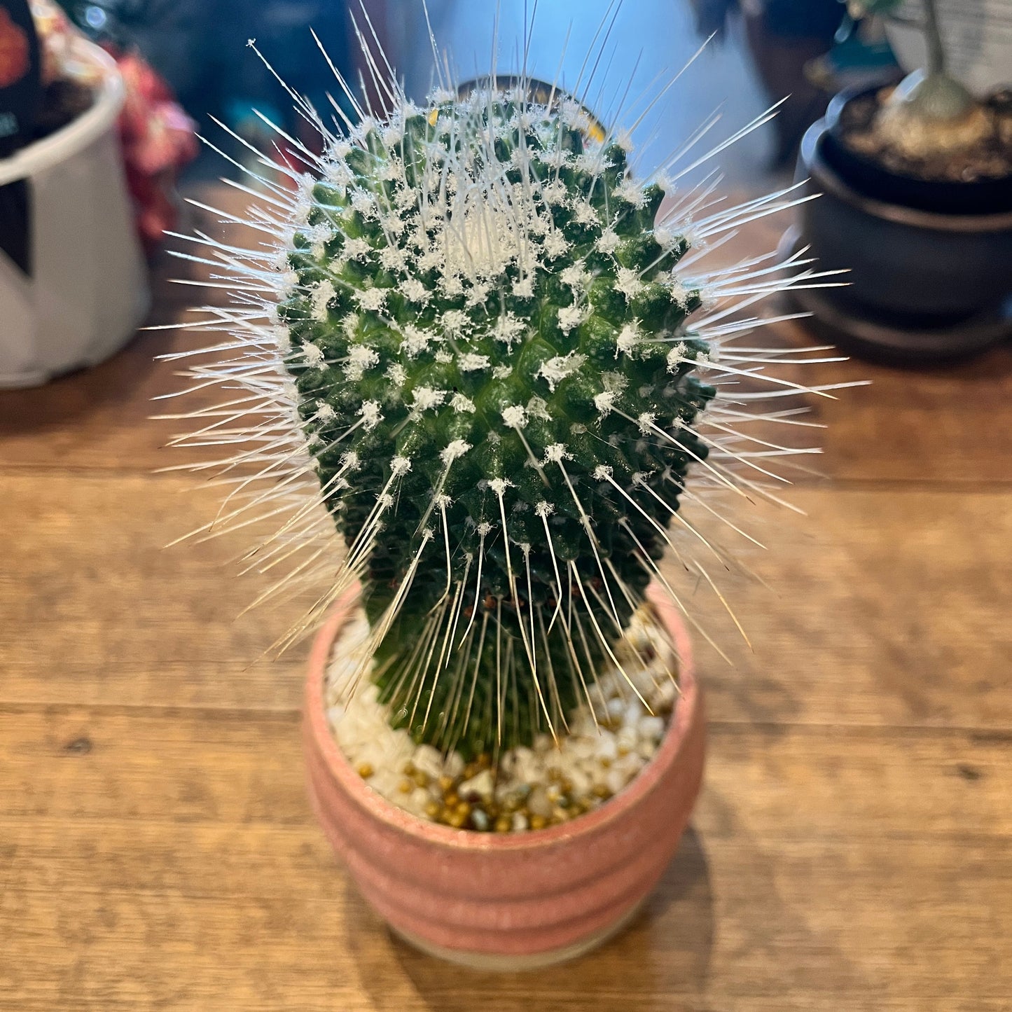 Plant + Pot Combo – Mammillaria Pico