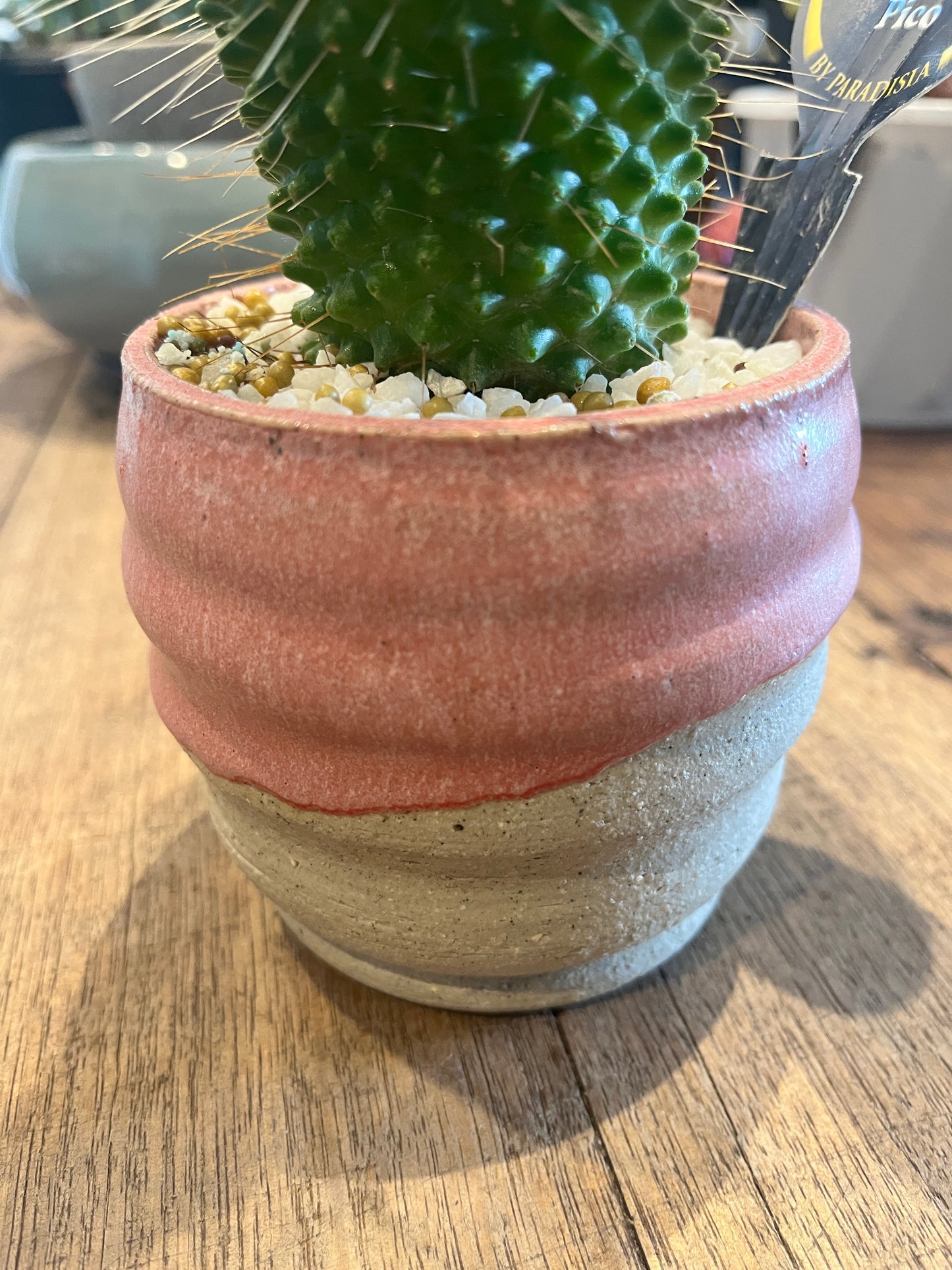 Cactus in a pot on a wooden surface