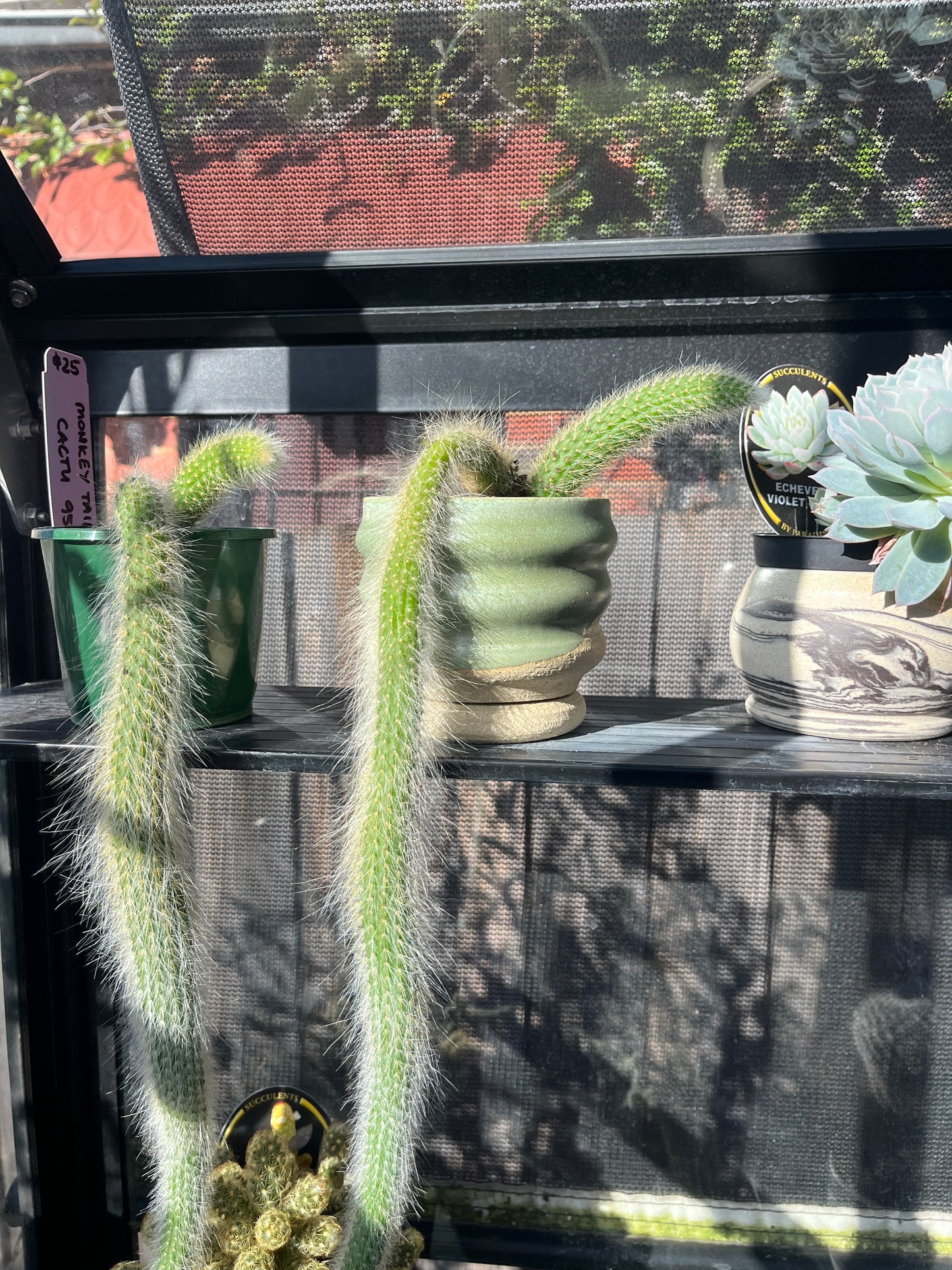 Plant + Pot - Monkey Tail Cactus