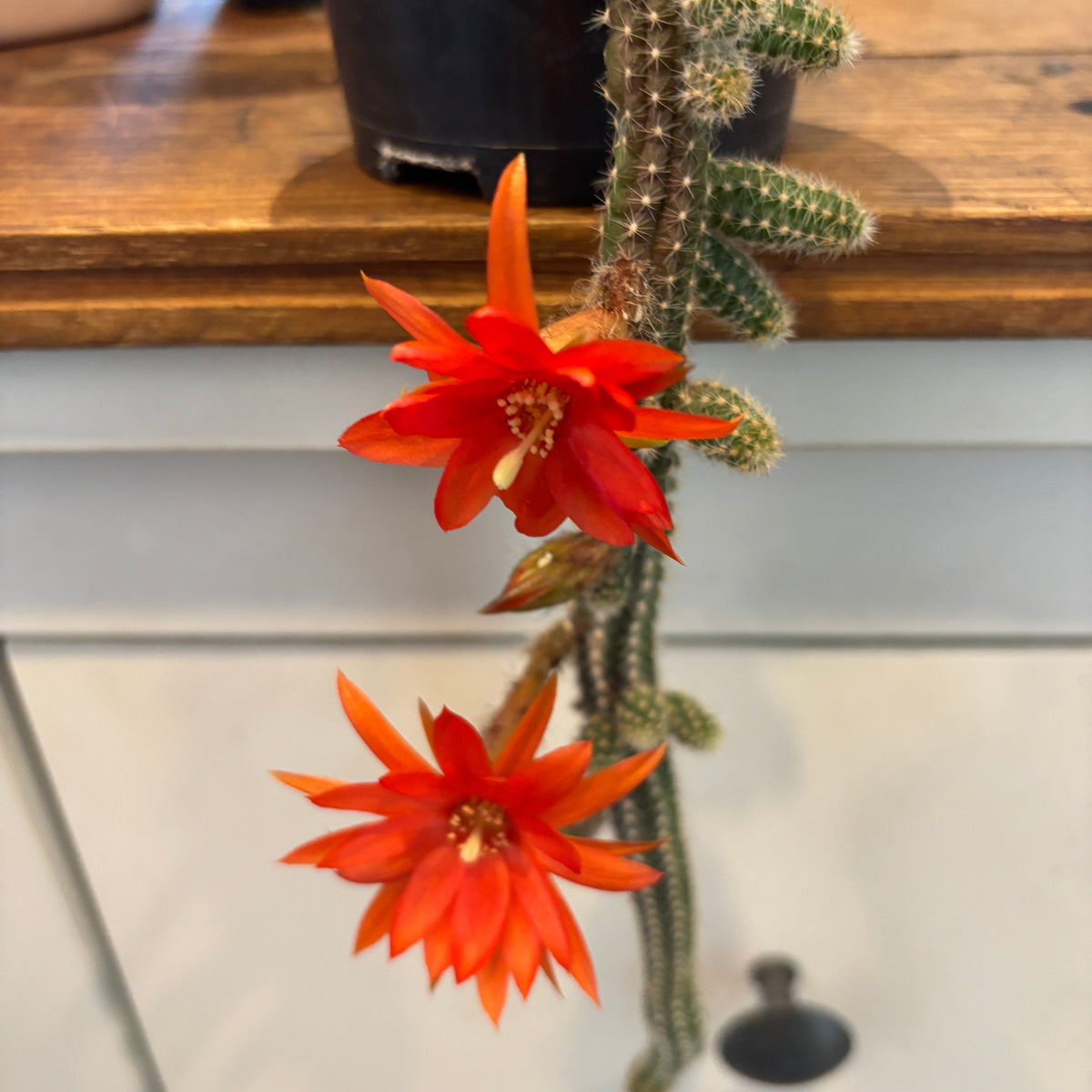 Peanut Cactus (Echinopsis chamaecereus)