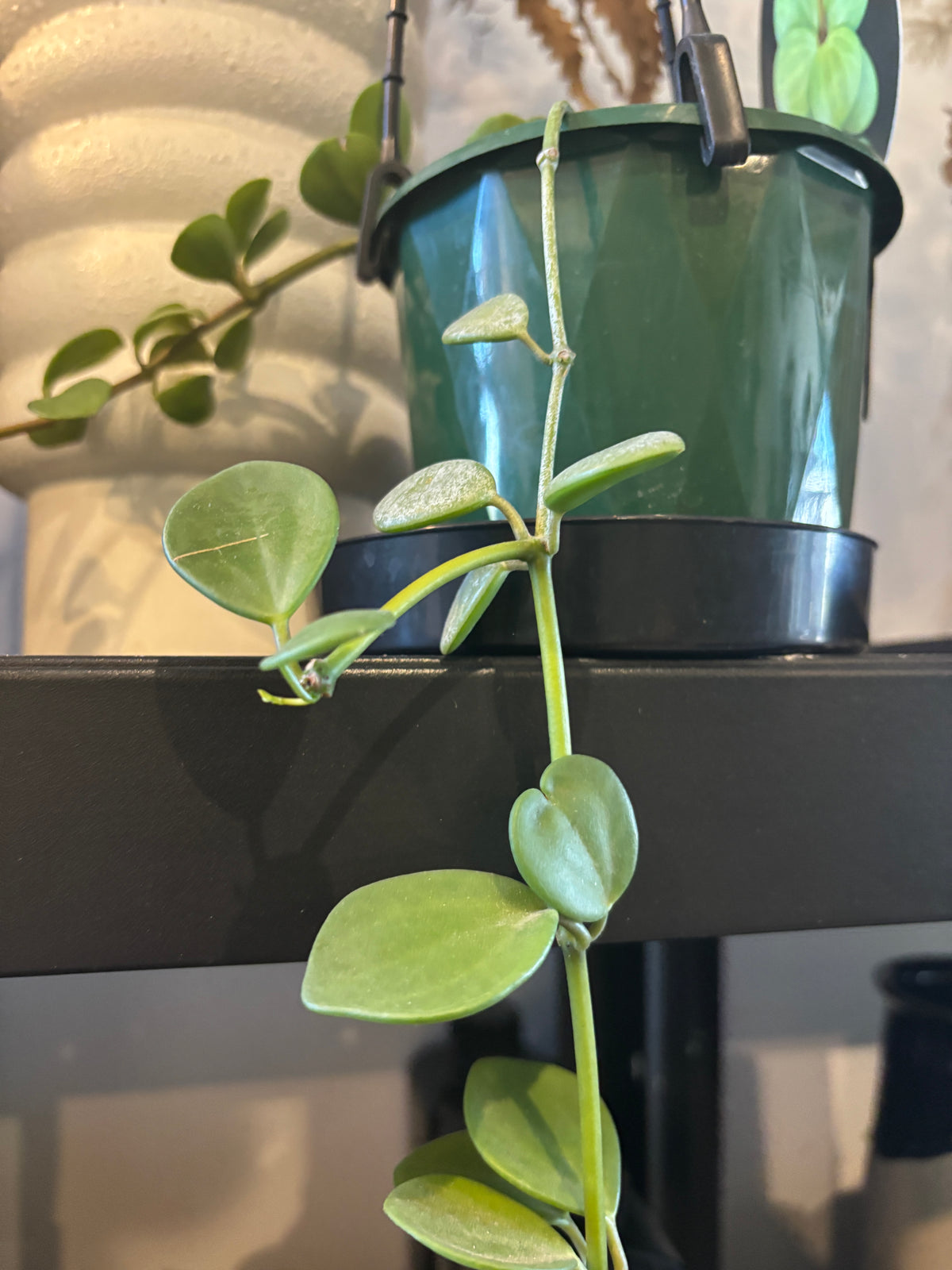 Peperomia Hope