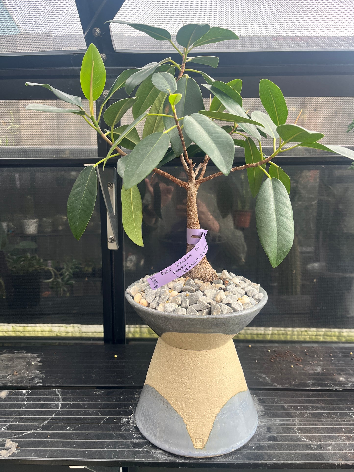 Bonsai - Port Jackson Fig in TONiC Ceramics planter