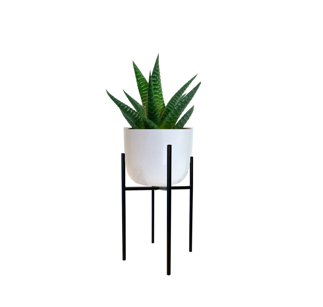 Potted plant on a black metal stand against a white background
