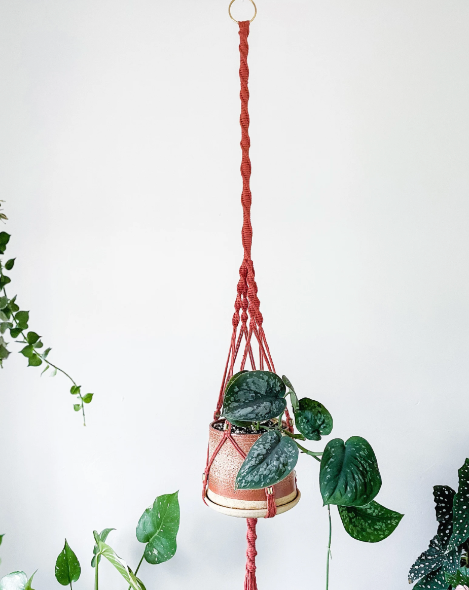 Macrame Plant Hangers ~ Ficus