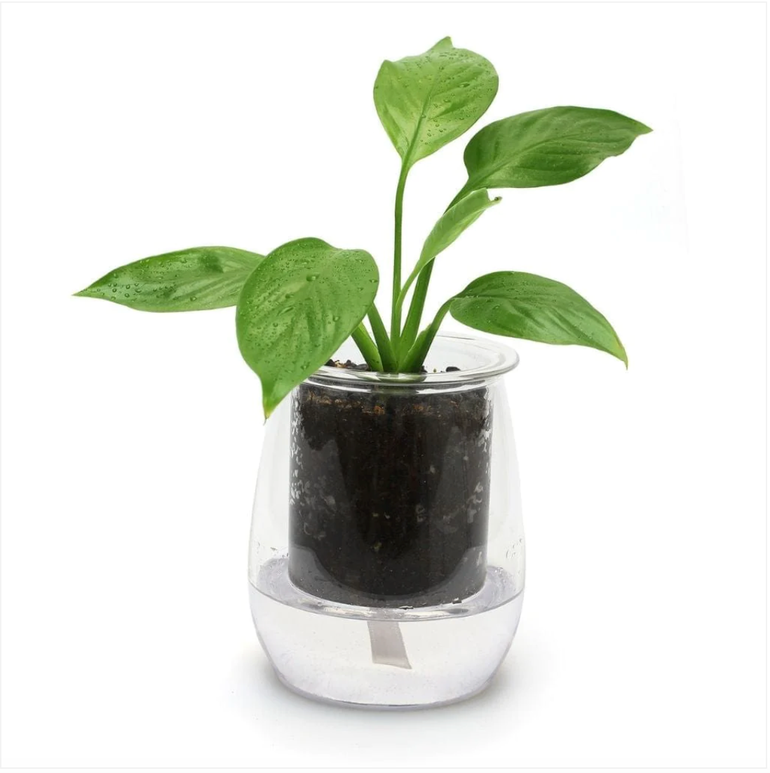 Mini Self-Watering Glass Pot