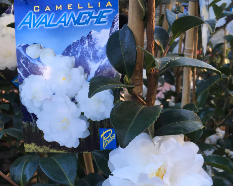Camellia Avalanche