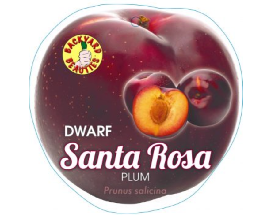 Dwarf Plum Santa Rosa (Prunus salicina)