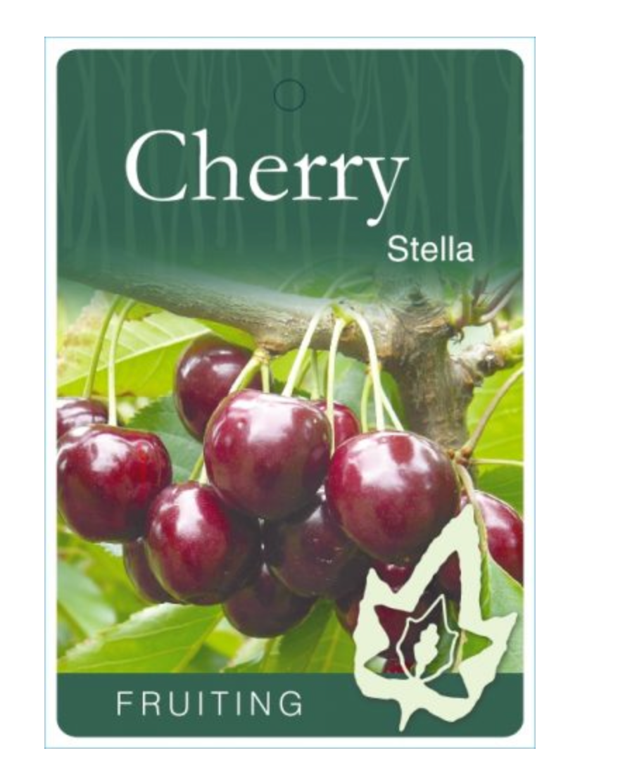 Cherry Stella Traditional (Prunus Avium)