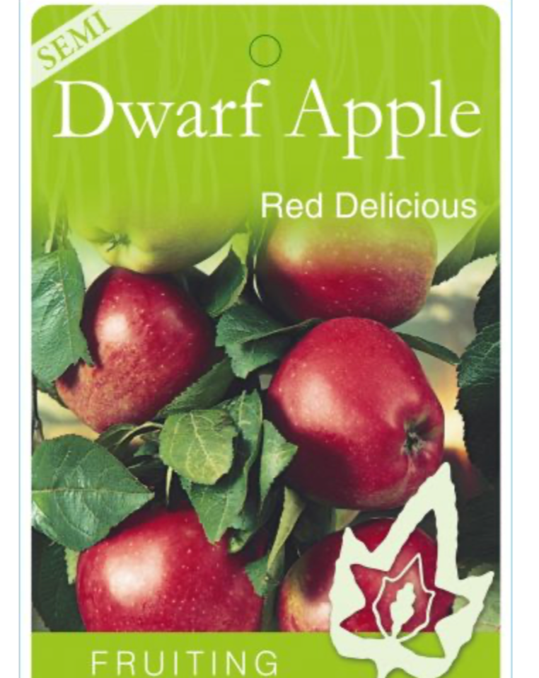 SemiDwarf Apple Red Delicious (Malus domestica)