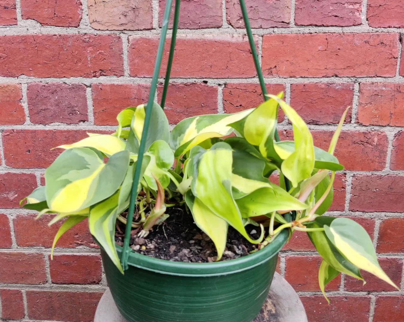 Philodendron Brasil