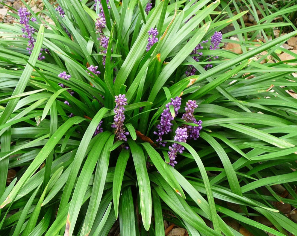 Liriope muscari